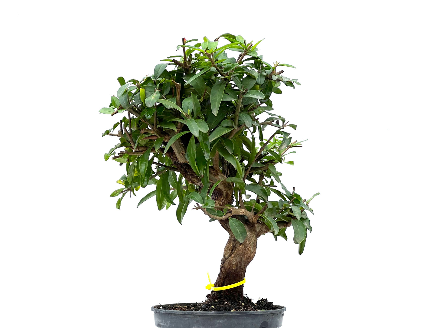 Punica Granatum Nejikan 2895