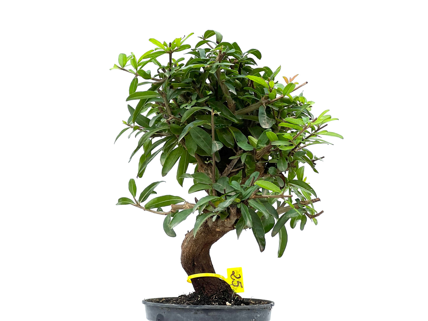 Punica Granatum Nejikan 2895