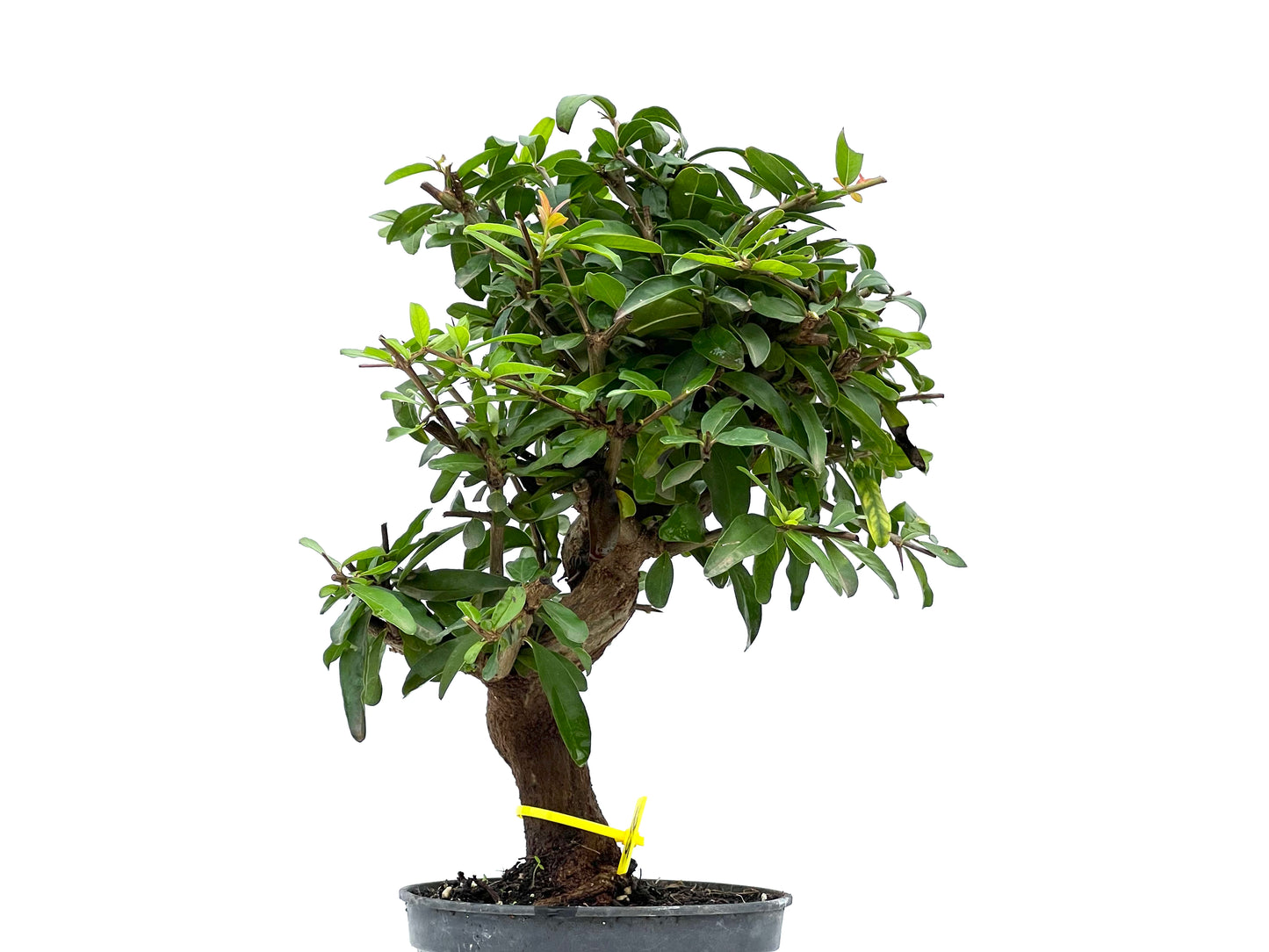 Punica Granatum Nejikan 2895