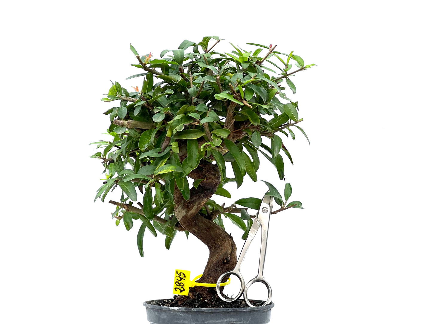 Punica Granatum Nejikan 2895