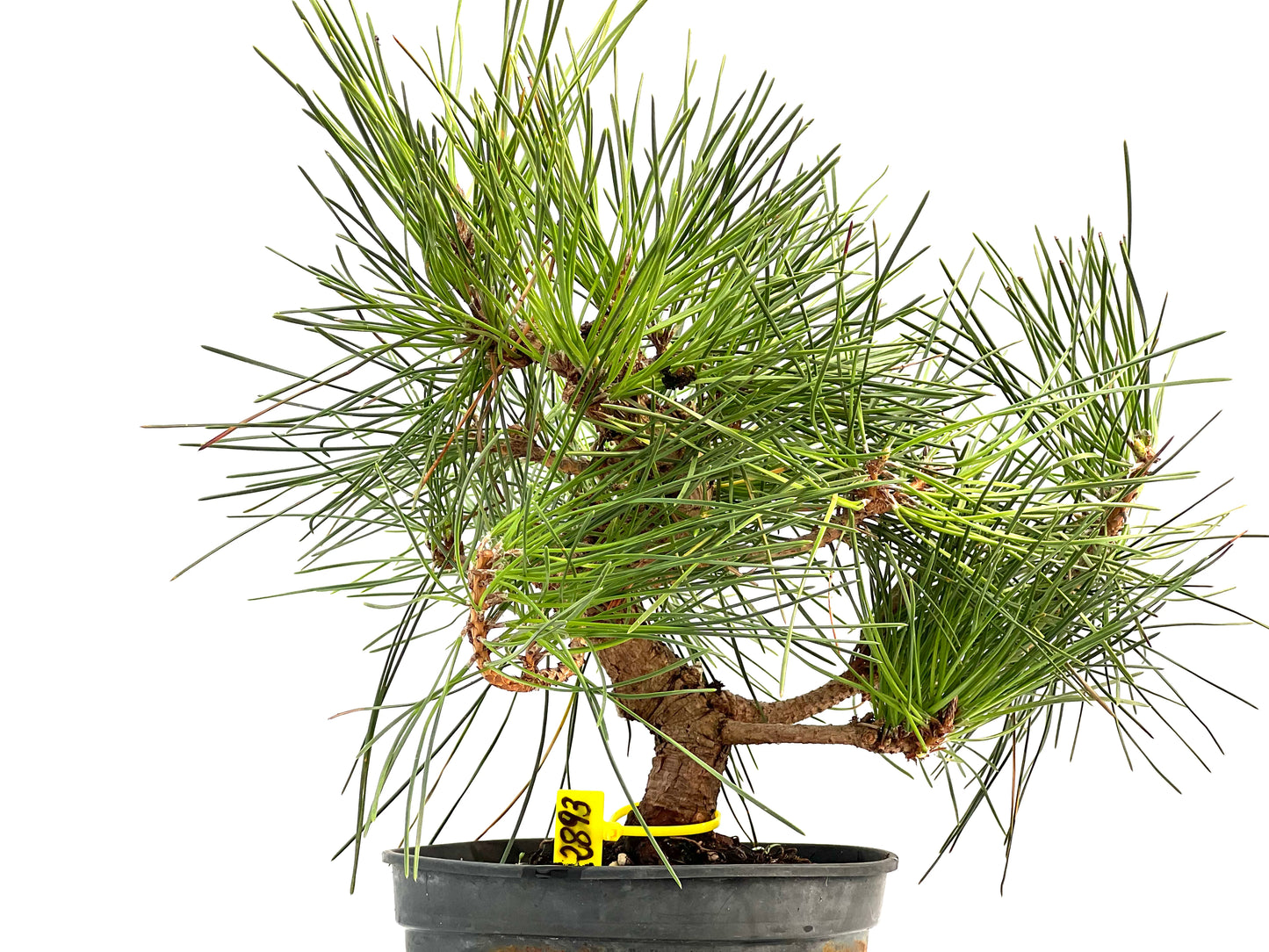 Pinus Thunbergii 2893