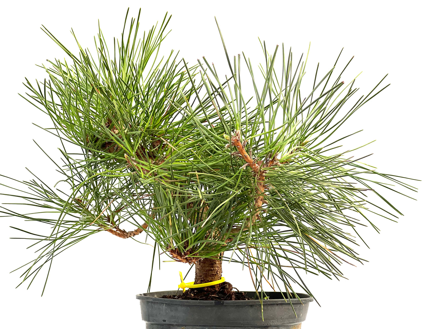 Pinus Thunbergii 2893