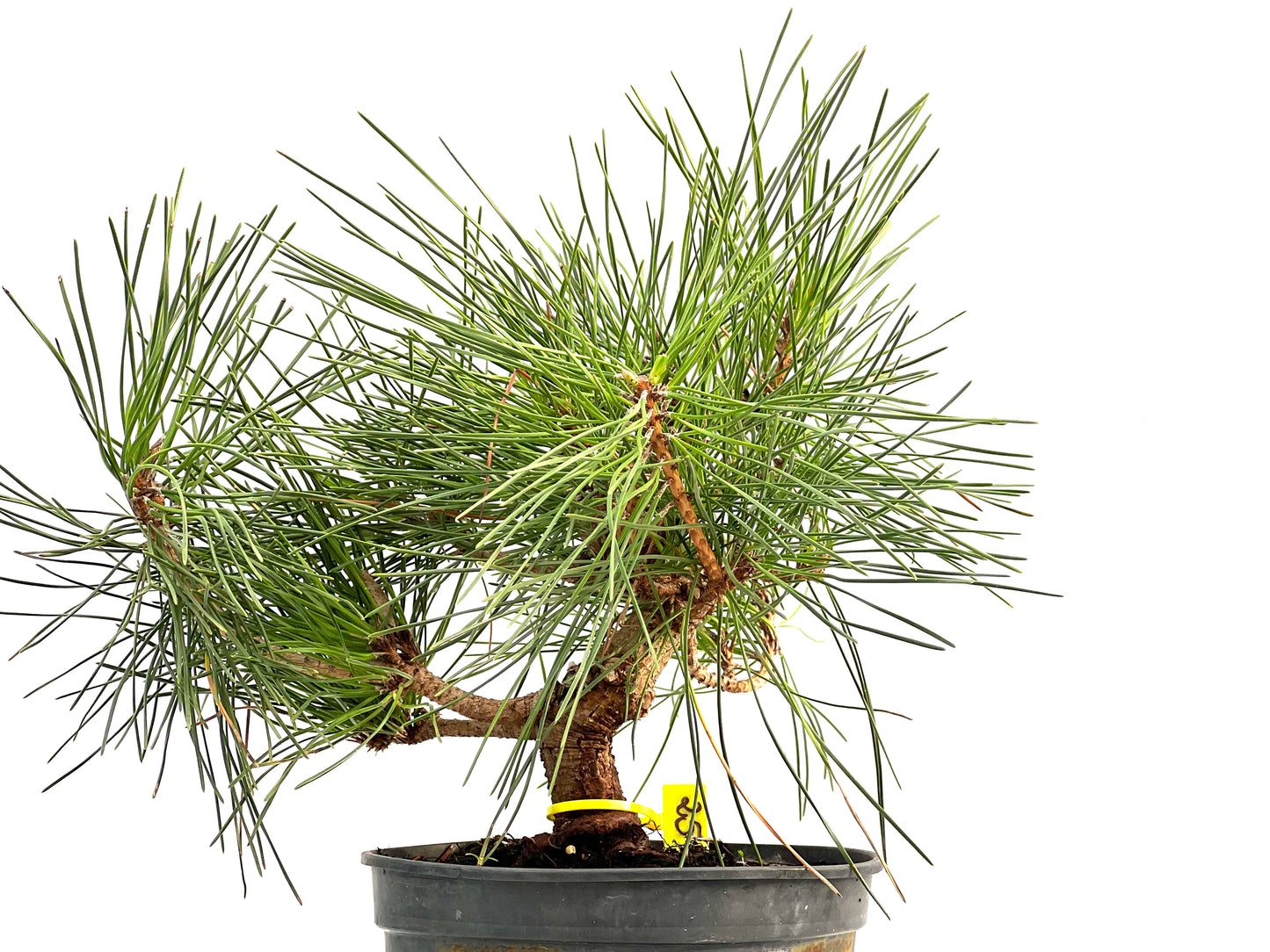 Pinus Thunbergii 2893