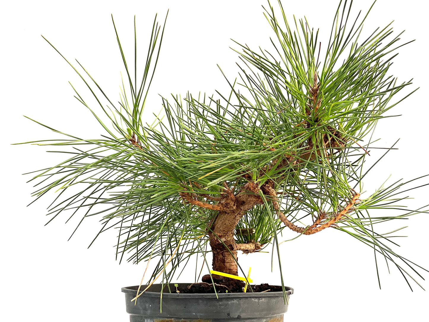 Pinus Thunbergii 2893