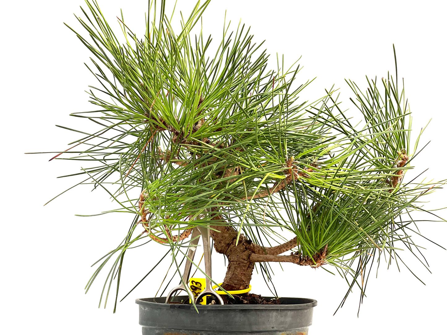 Pinus Thunbergii 2893