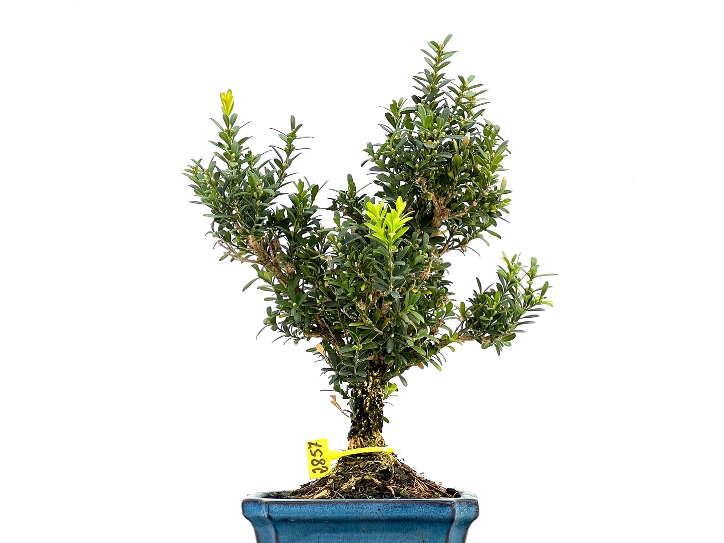 Buxus Harlandii 2857