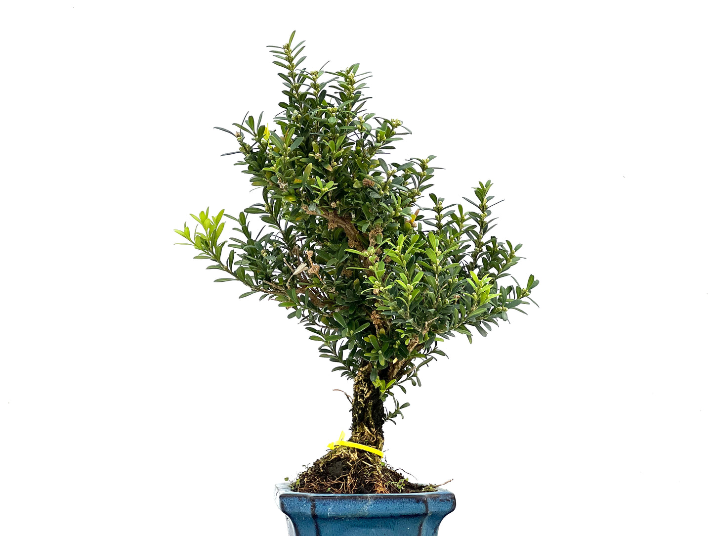 Buxus Harlandii 2857
