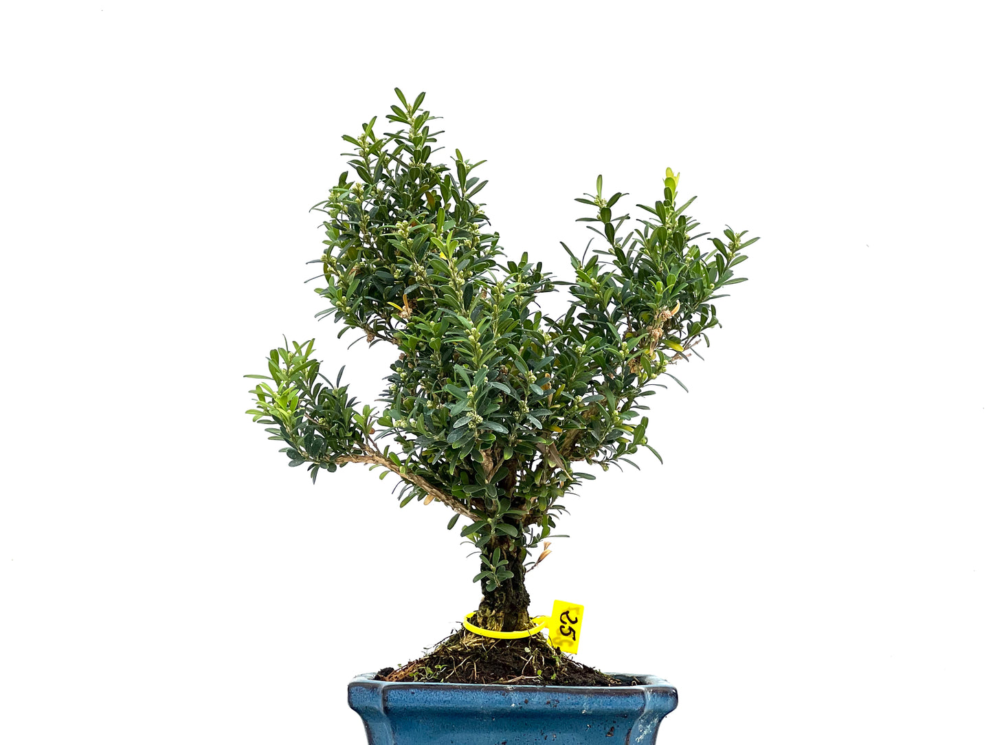 Buxus Harlandii 2857