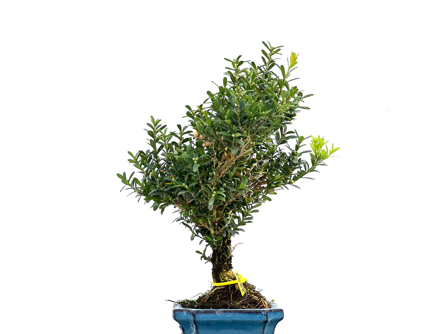Buxus Harlandii 2857