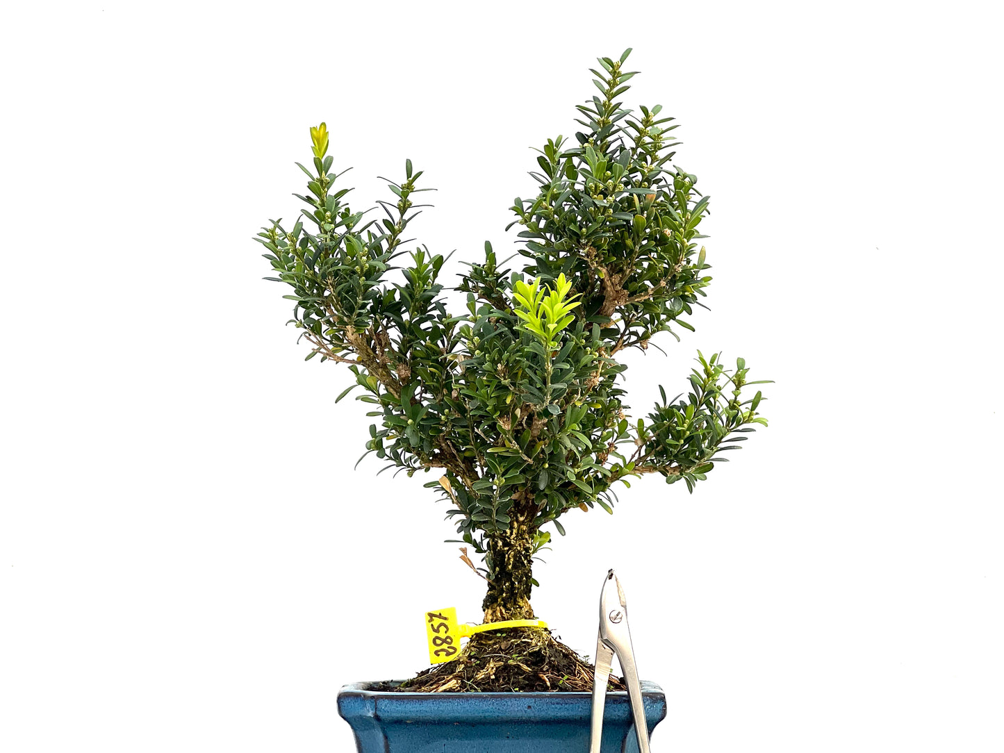 Buxus Harlandii 2857