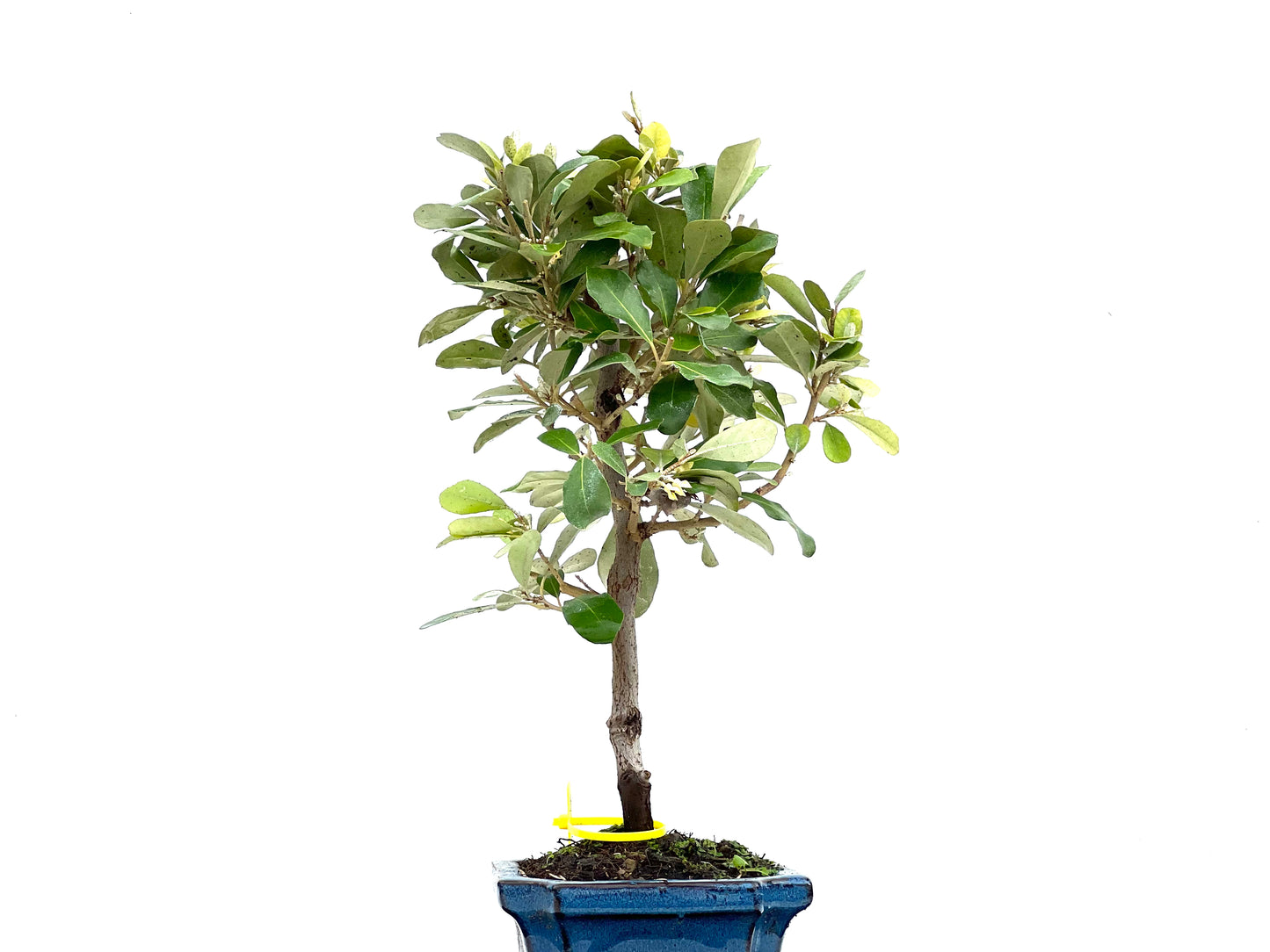 Eleagnus Pungens 2856