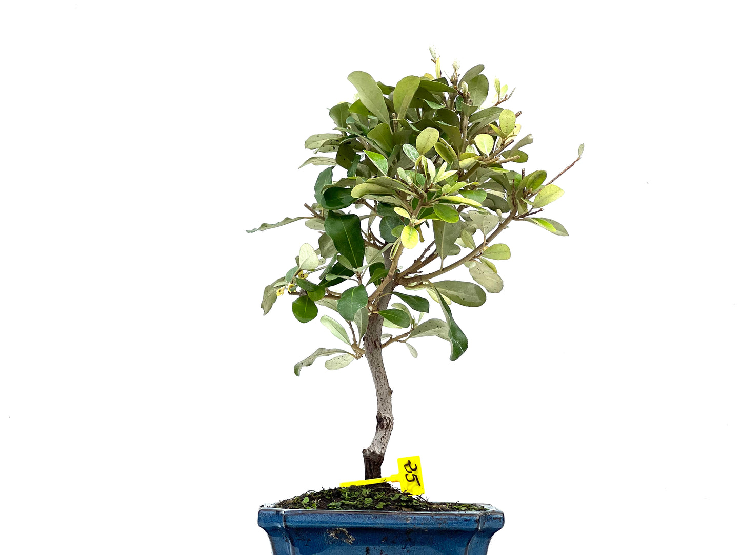 Eleagnus Pungens 2856