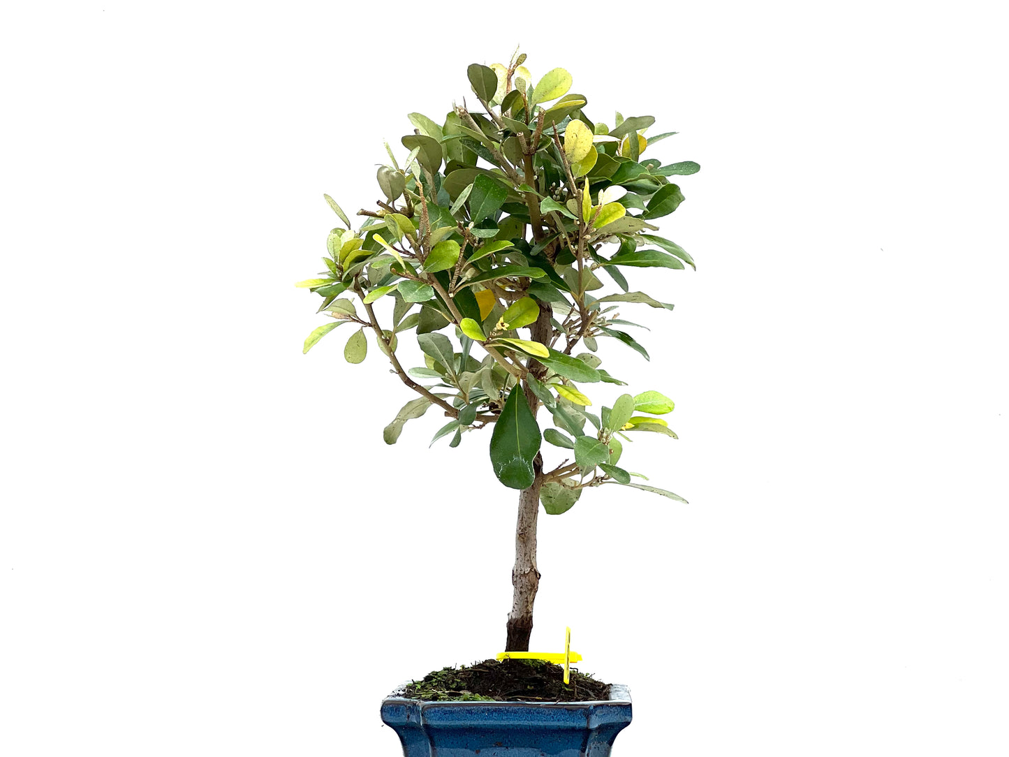 Eleagnus Pungens 2856