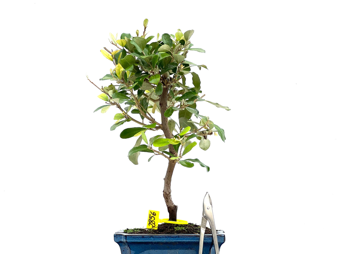 Eleagnus Pungens 2856