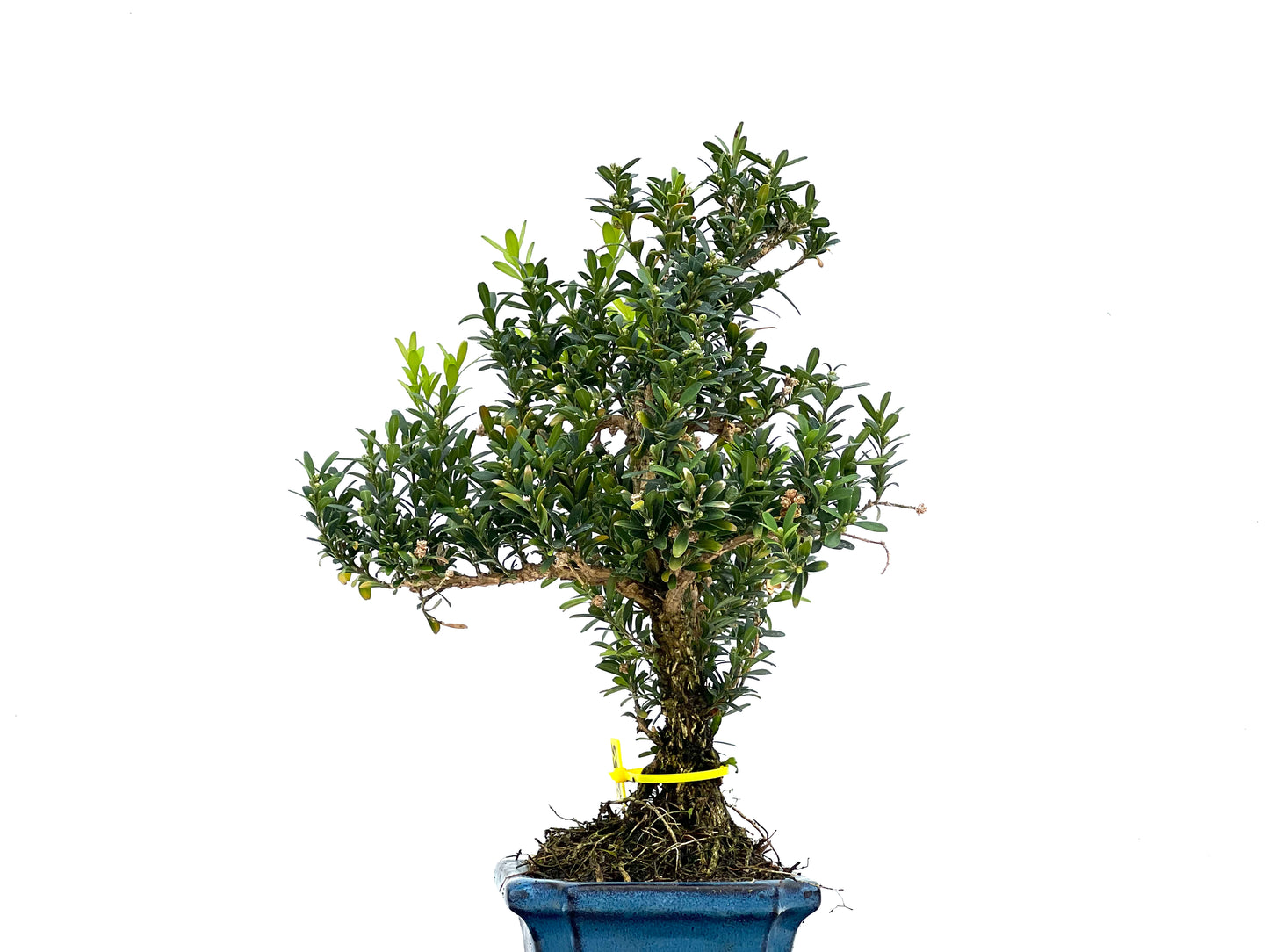 Buxus Harlandii 2855