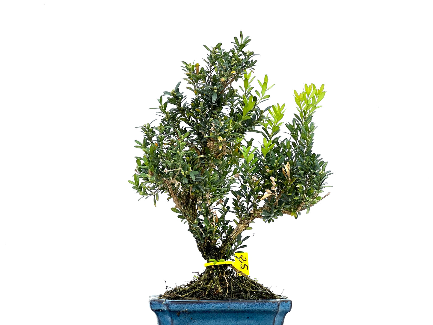 Buxus Harlandii 2855