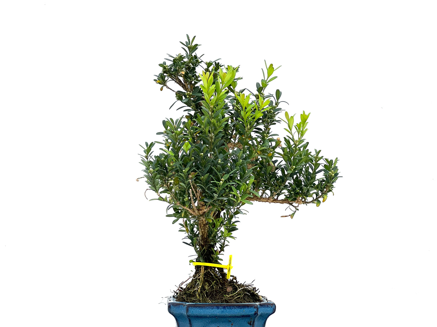Buxus Harlandii 2855
