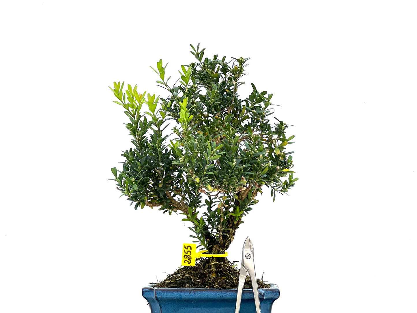 Buxus Harlandii 2855