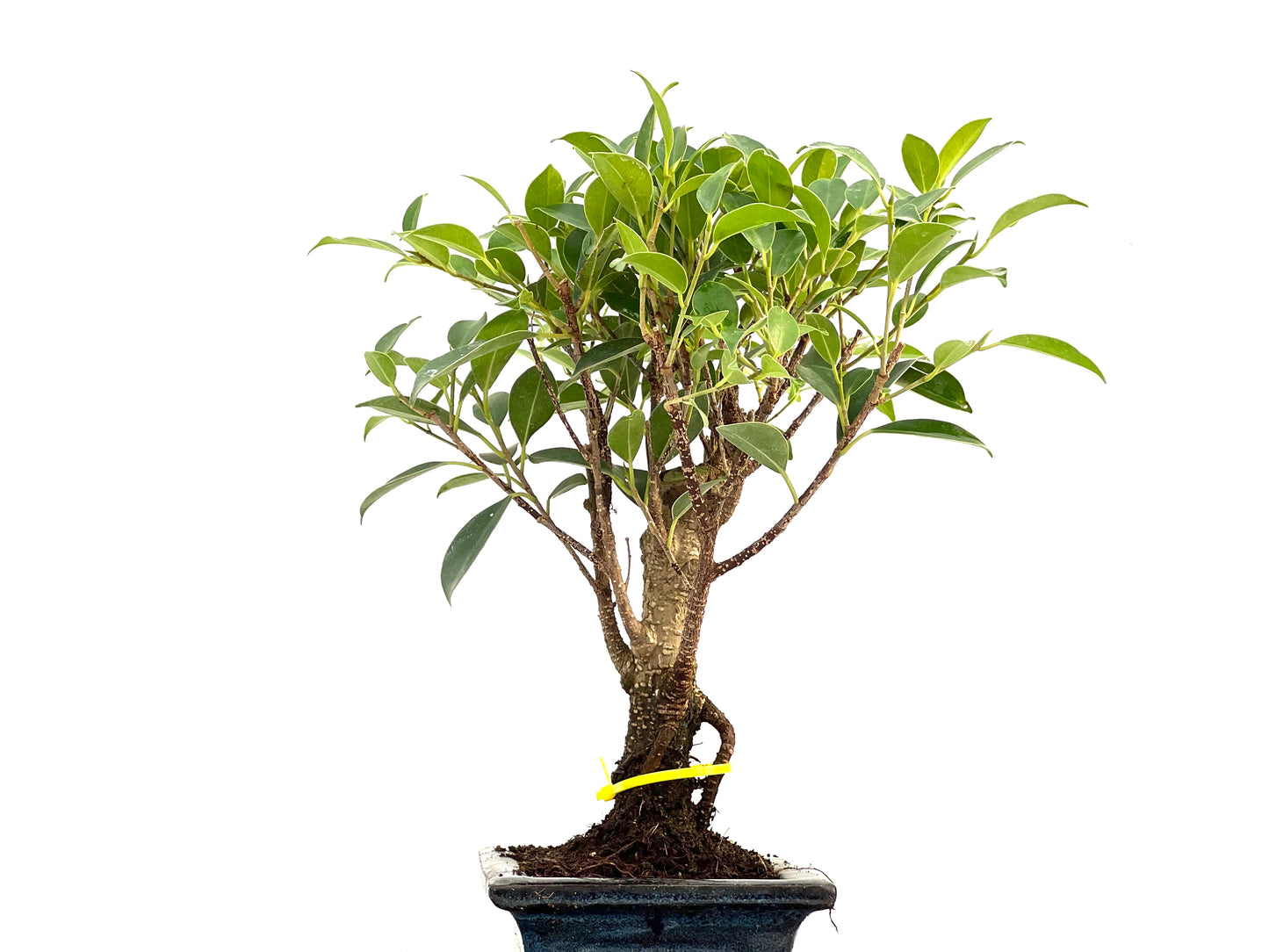Ficus Tiger Bark 2930