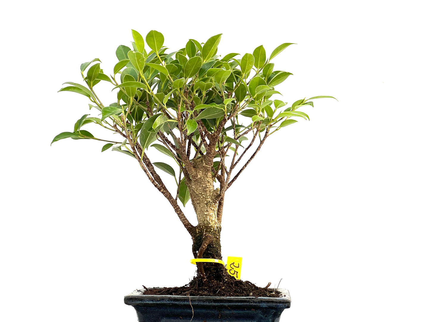 Ficus Tiger Bark 2930