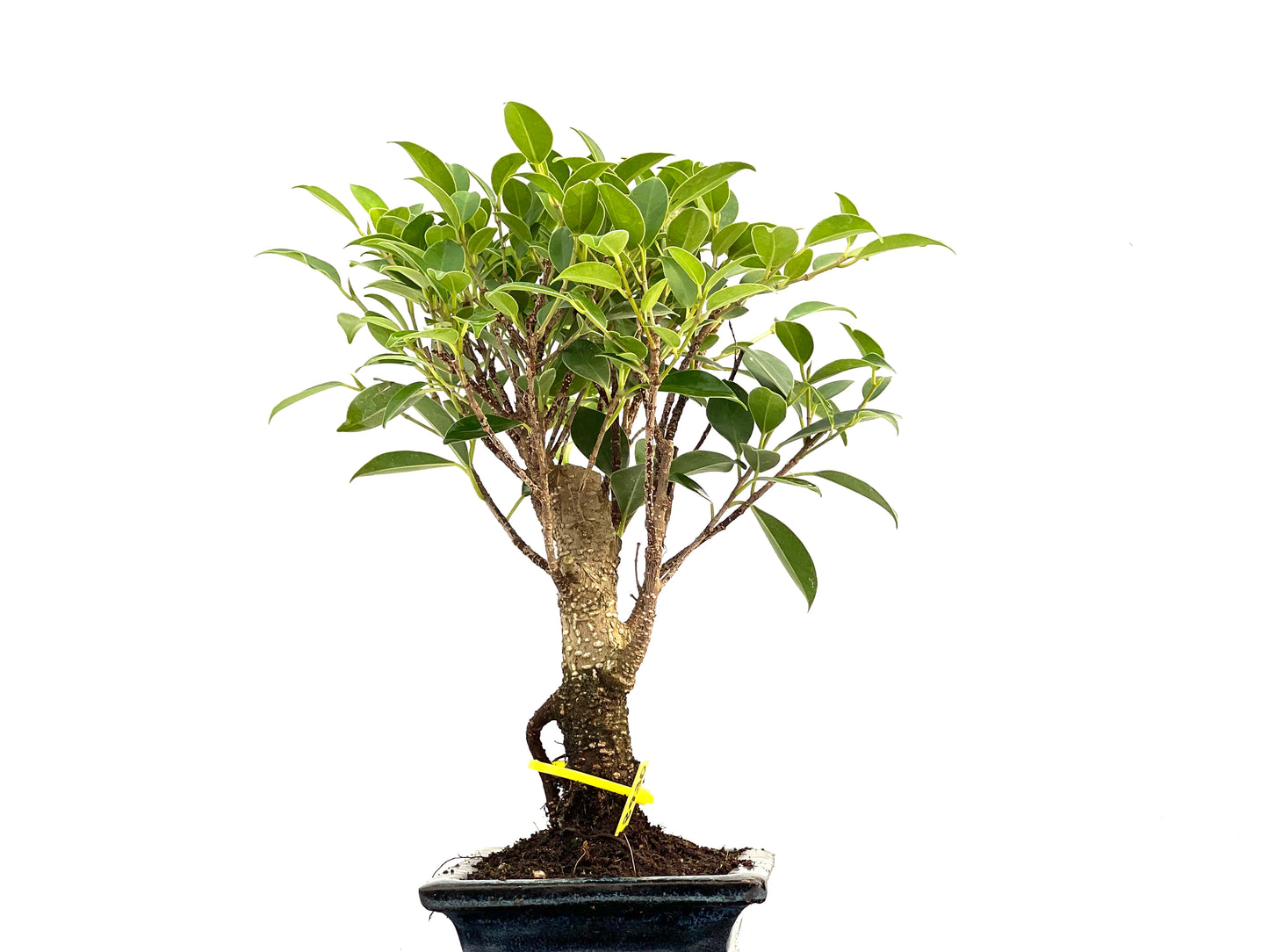 Ficus Tiger Bark 2930