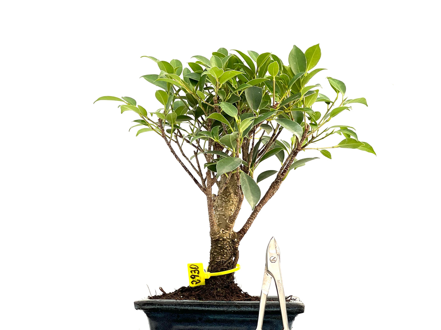 Ficus Tiger Bark 2930