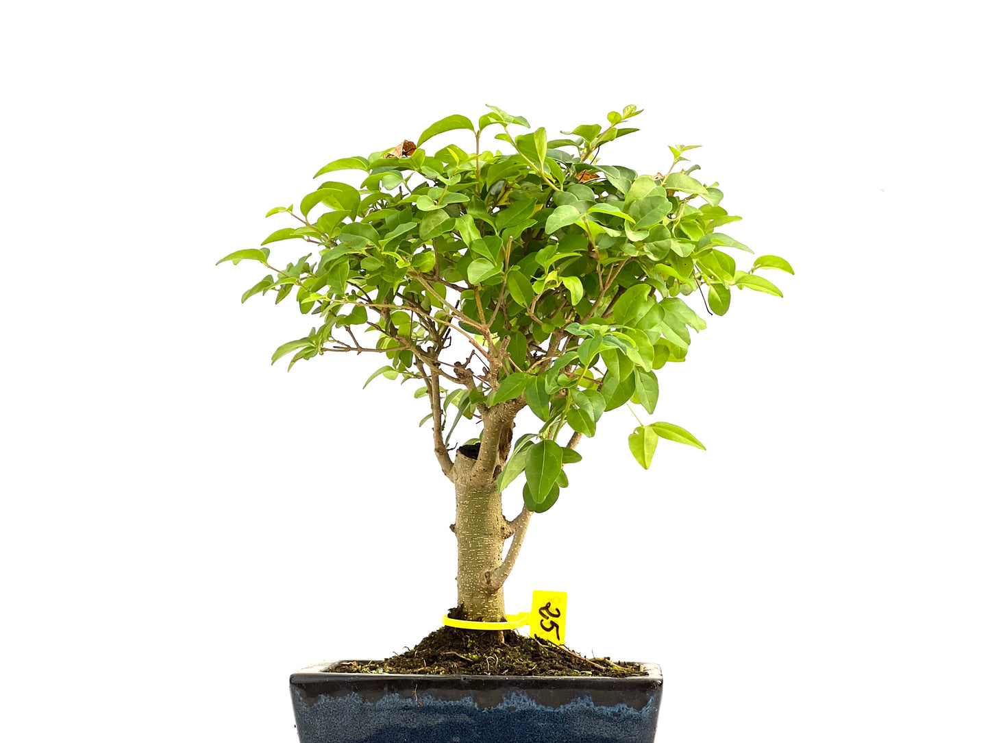 Ligustrum Sinensis 2938