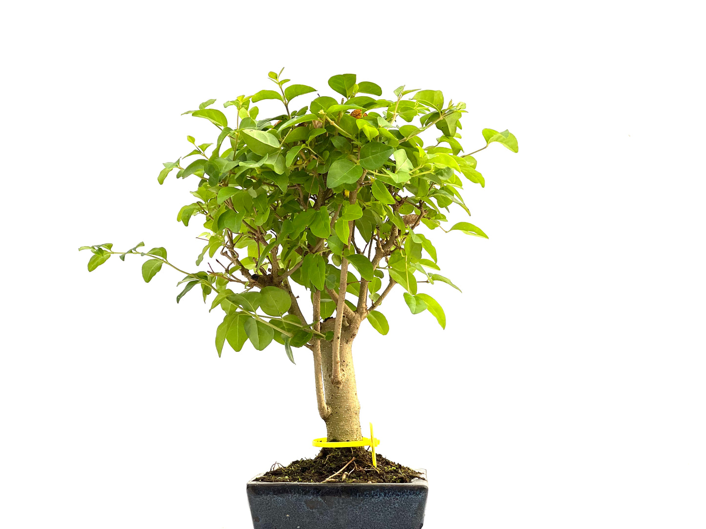 Ligustrum Sinensis 2938