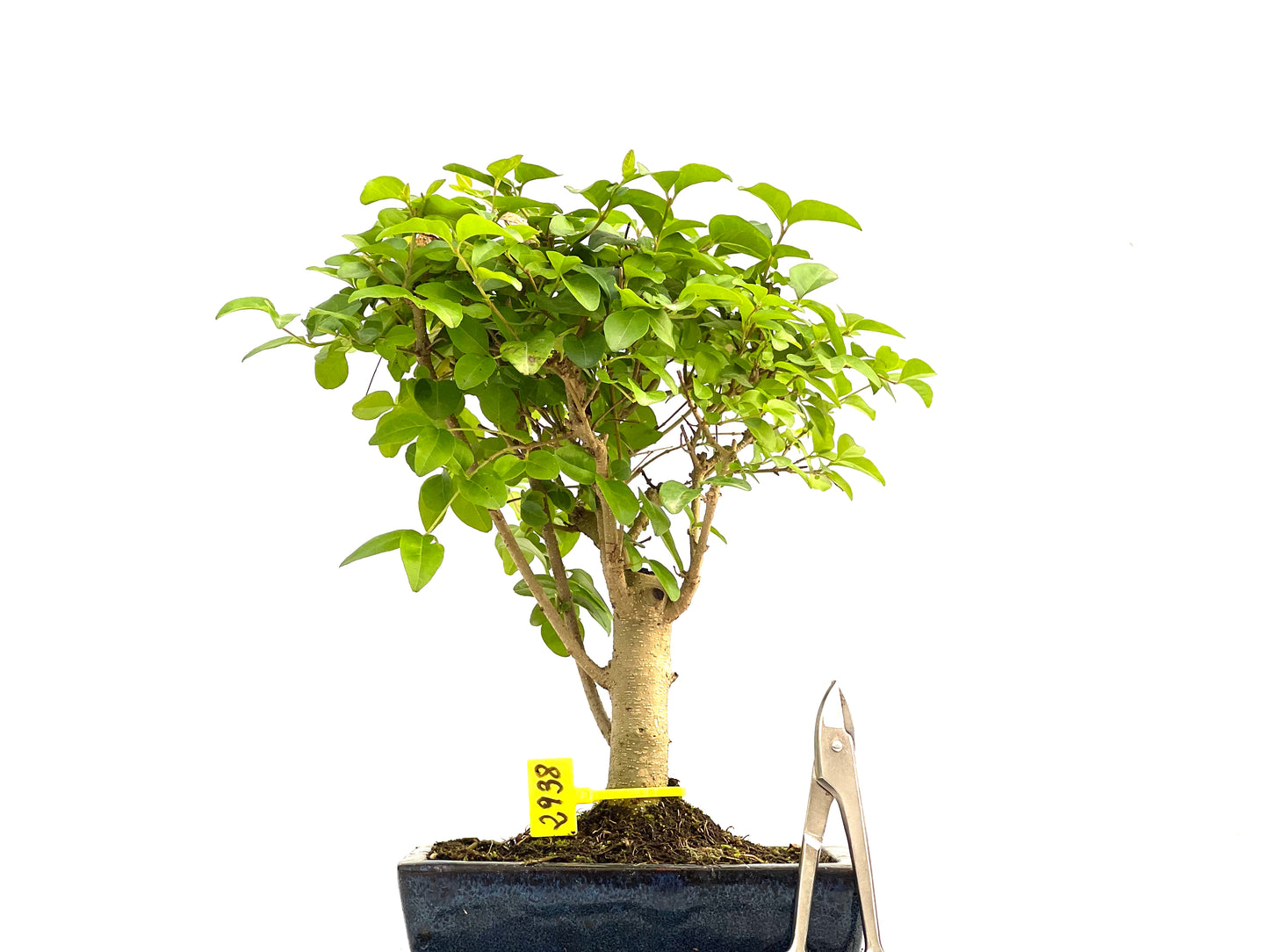 Ligustrum Sinensis 2938