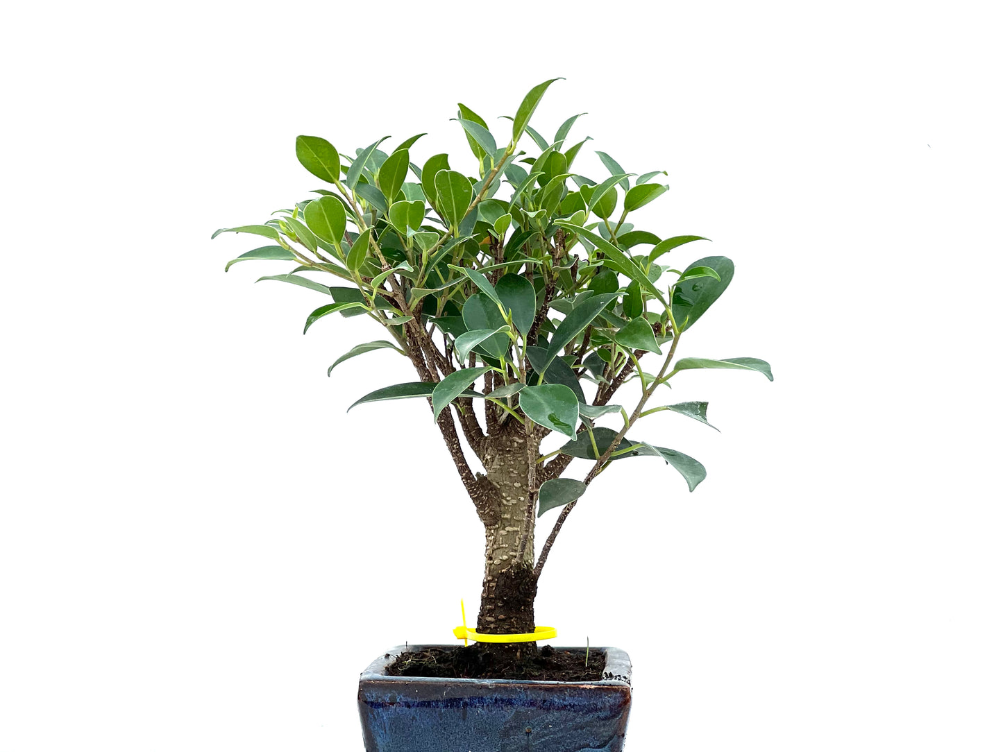 Ficus Tiger Bark 2934