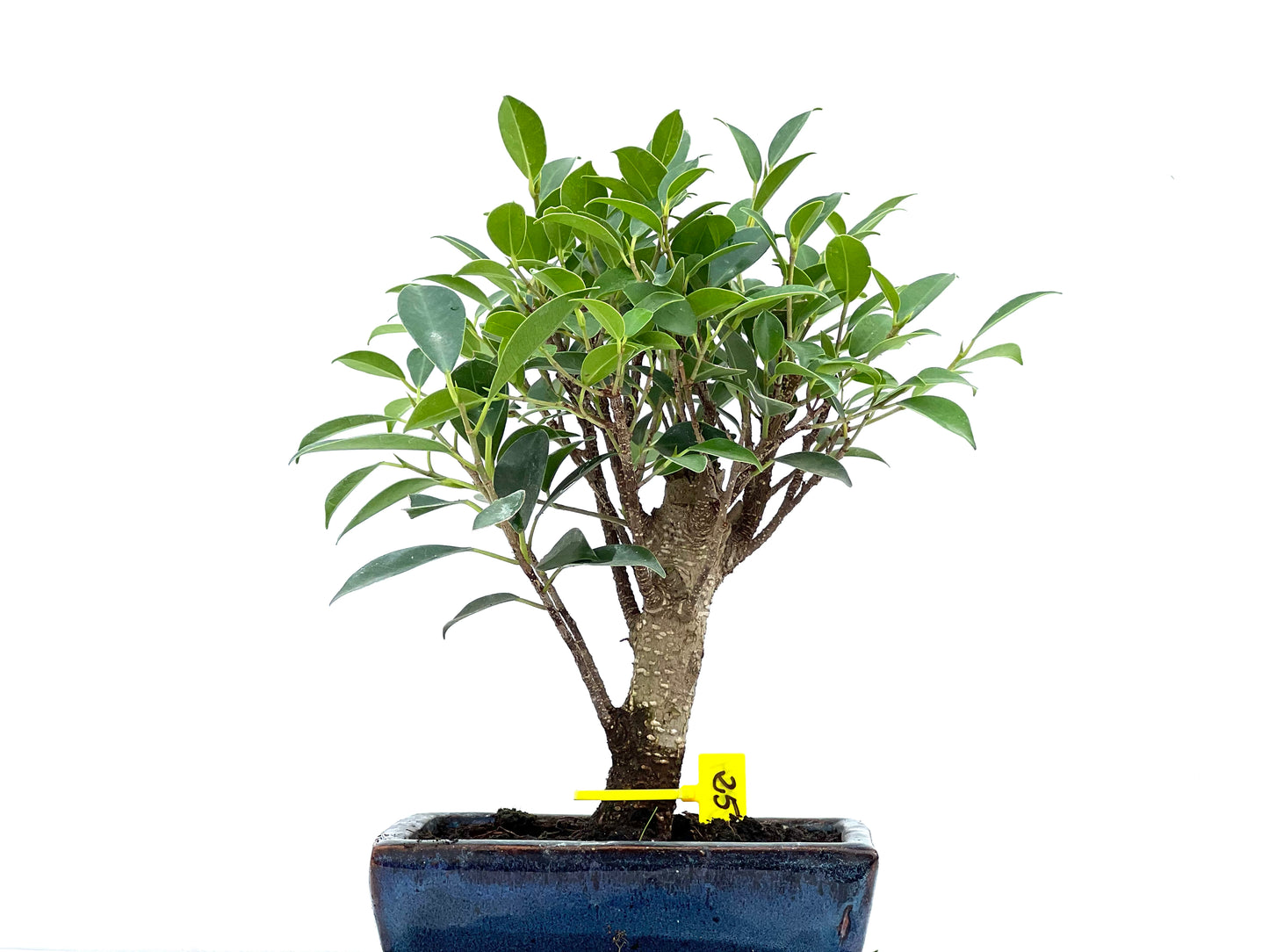 Ficus Tiger Bark 2934