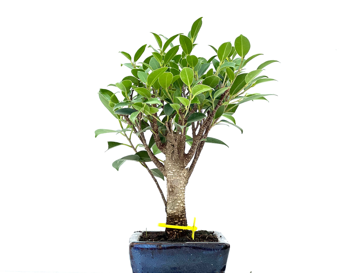 Ficus Tiger Bark 2934