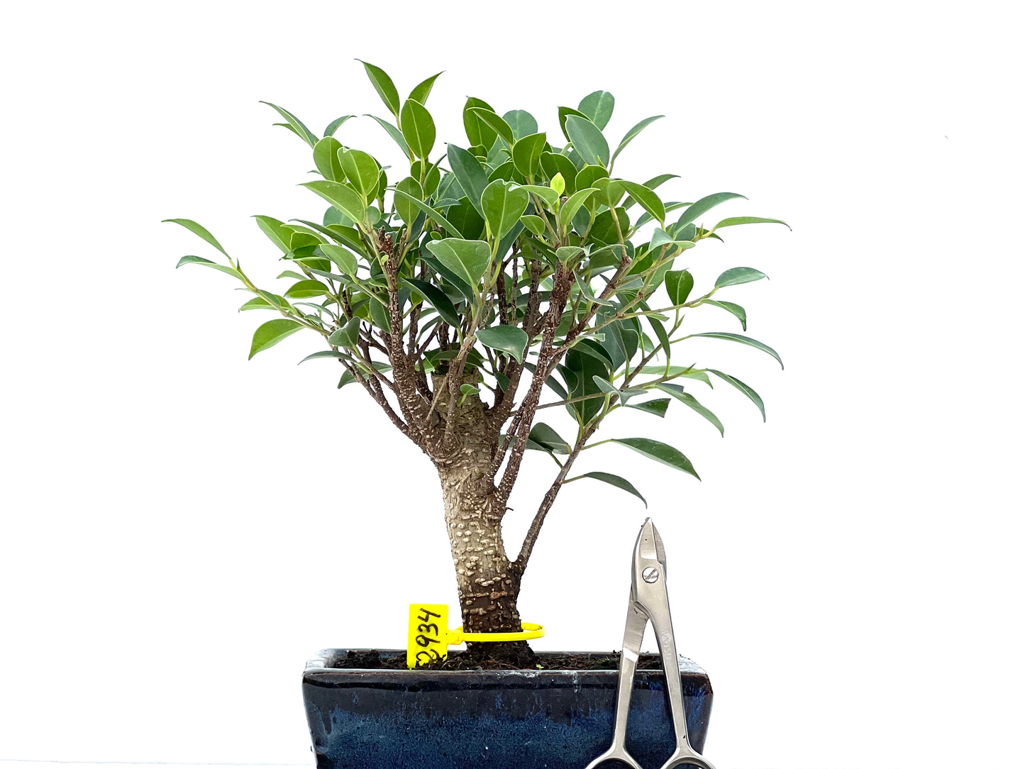 Ficus Tiger Bark 2934