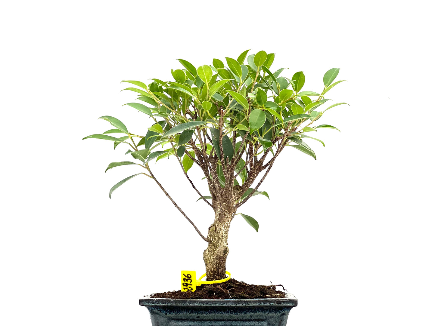 Ficus Tiger Bark 2936