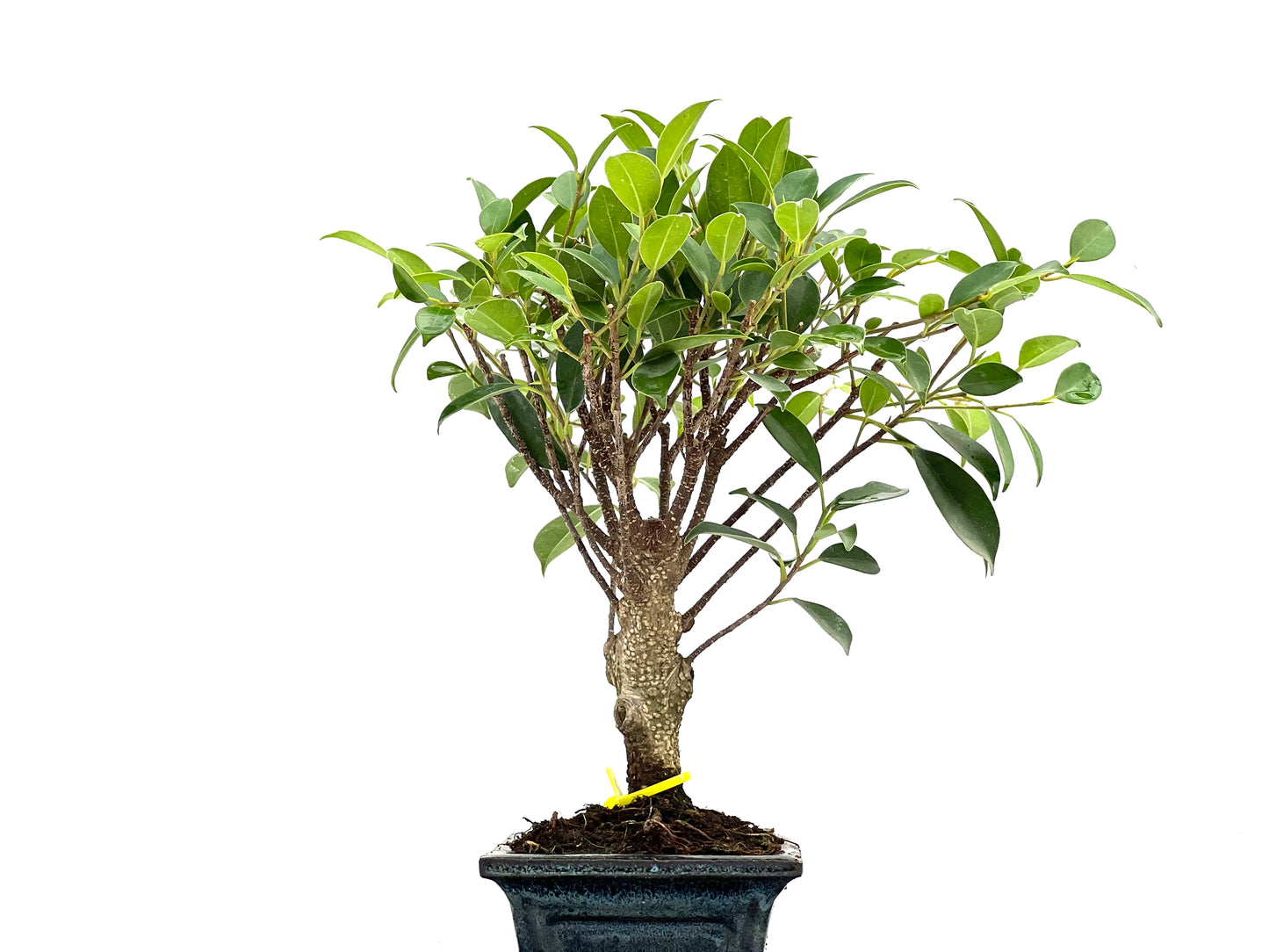 Ficus Tiger Bark 2936