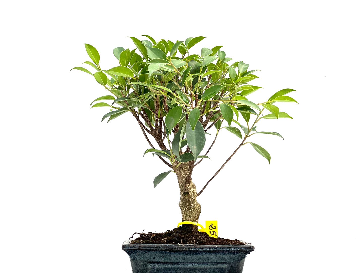 Ficus Tiger Bark 2936