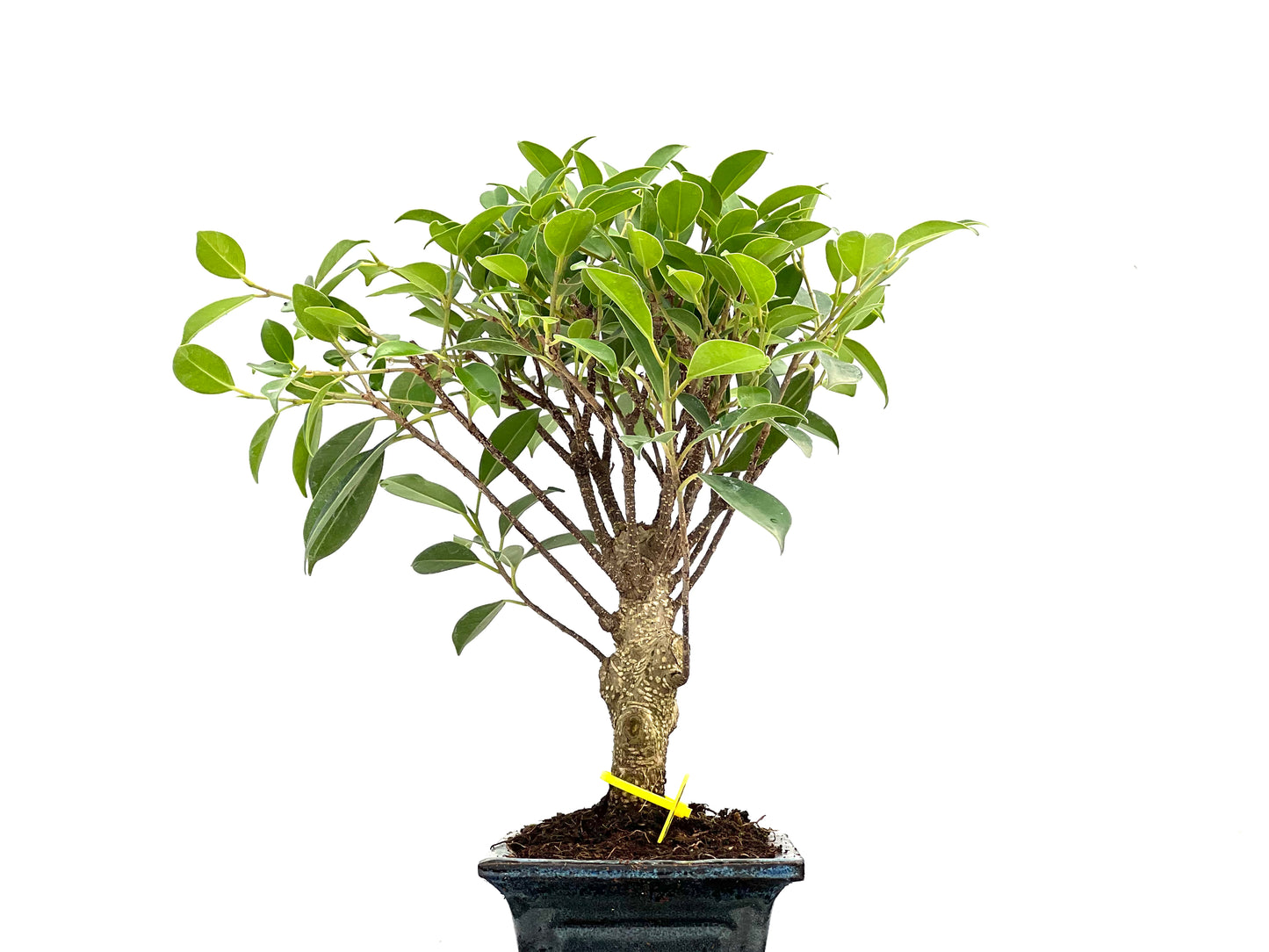 Ficus Tiger Bark 2936