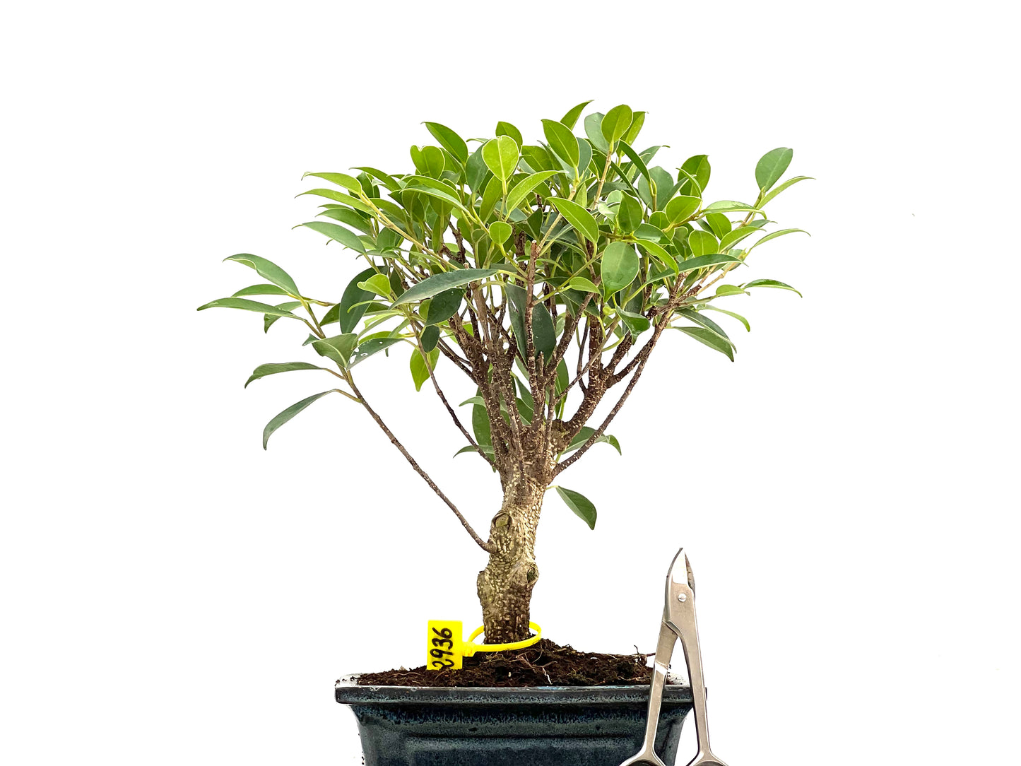 Ficus Tiger Bark 2936