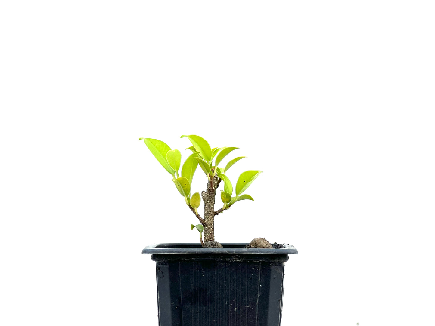 Ficus Tiger Bark