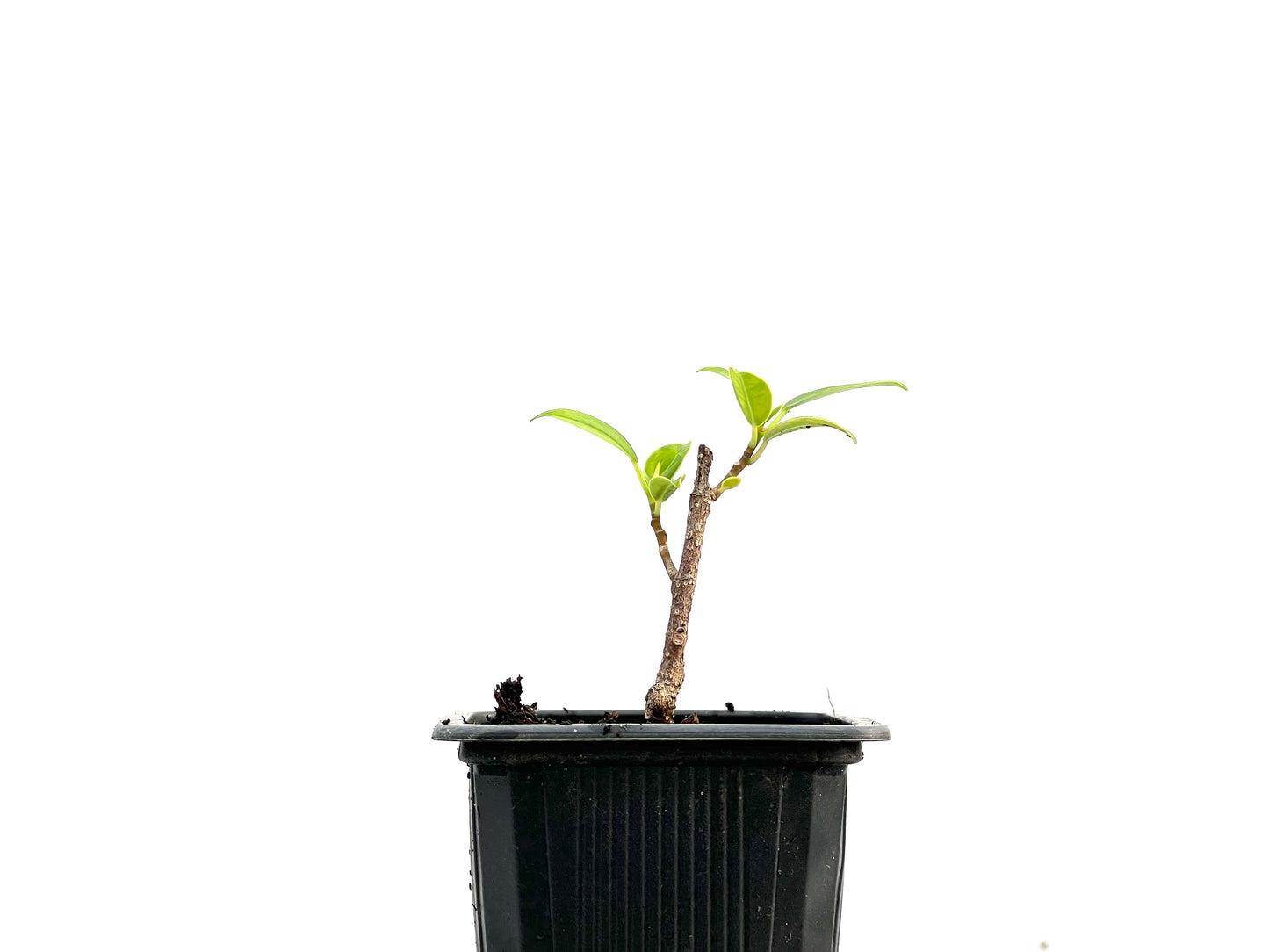 Ficus Tiger Bark