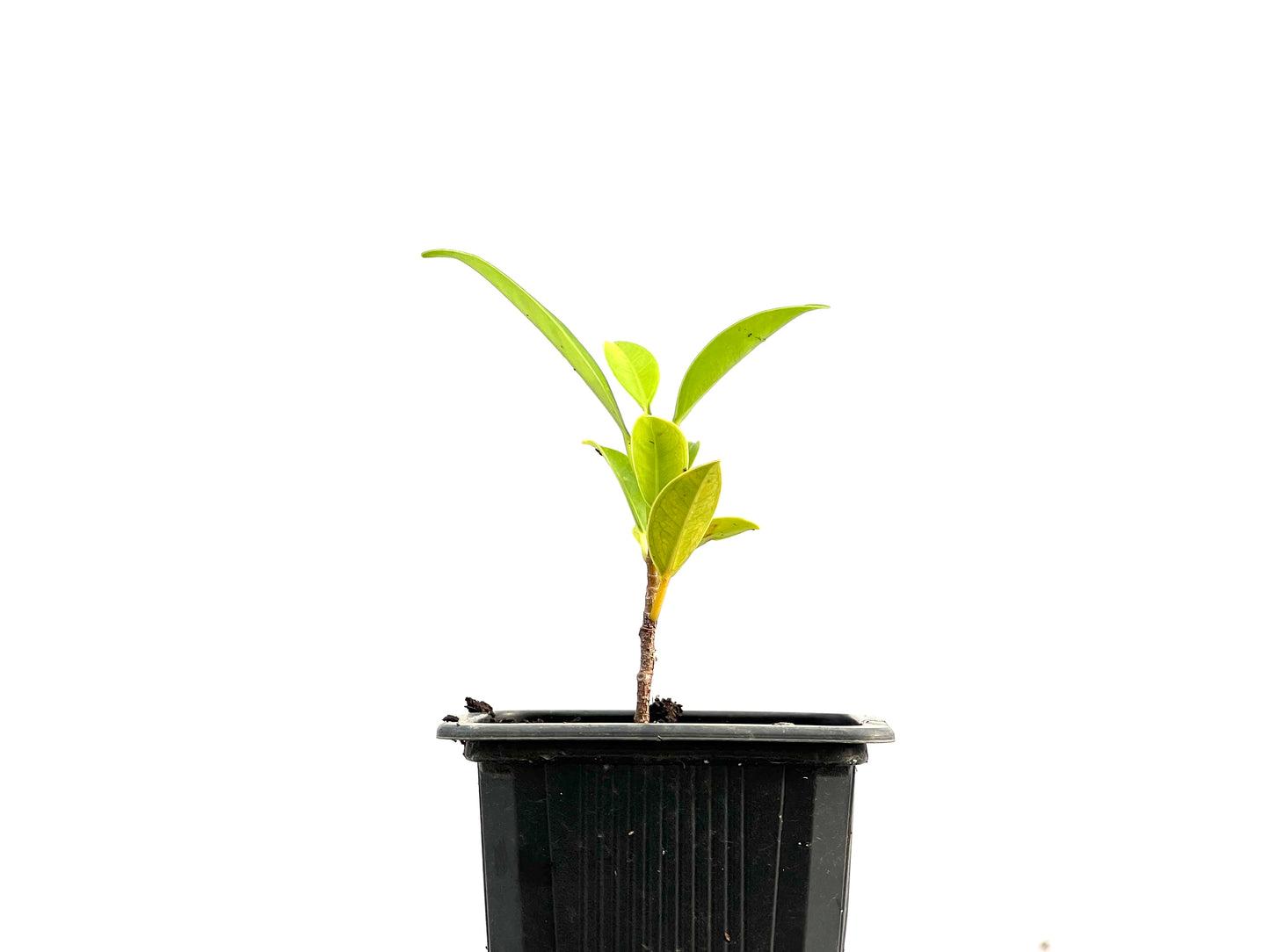 Ficus Tiger Bark