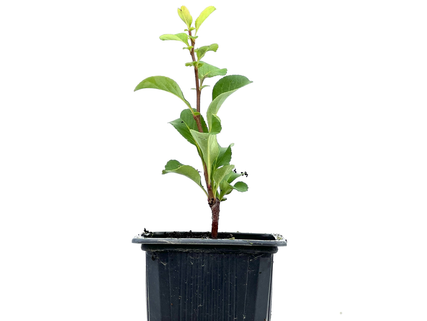 Chaenomeles Japonica