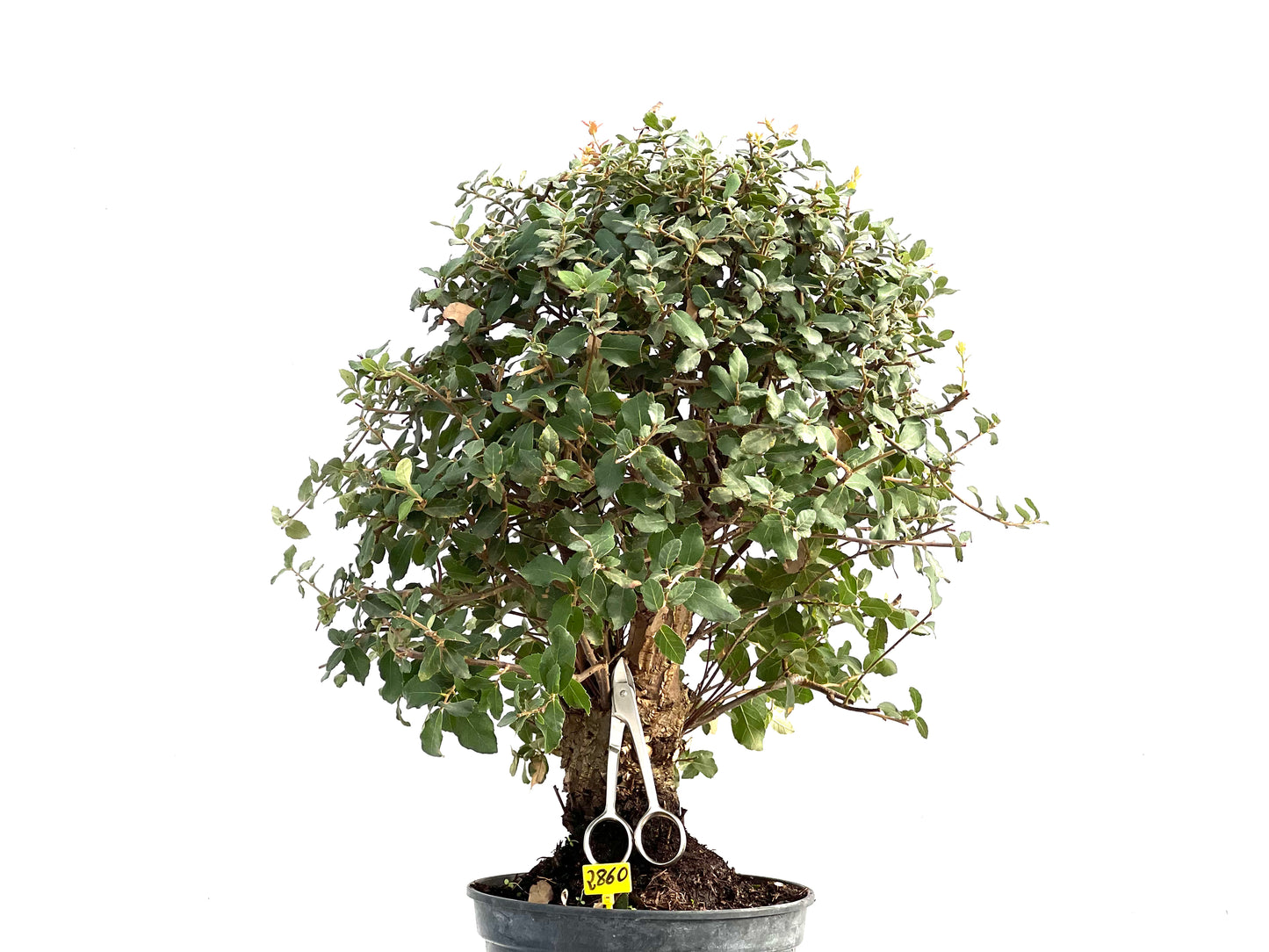 Quercus Suber 2860