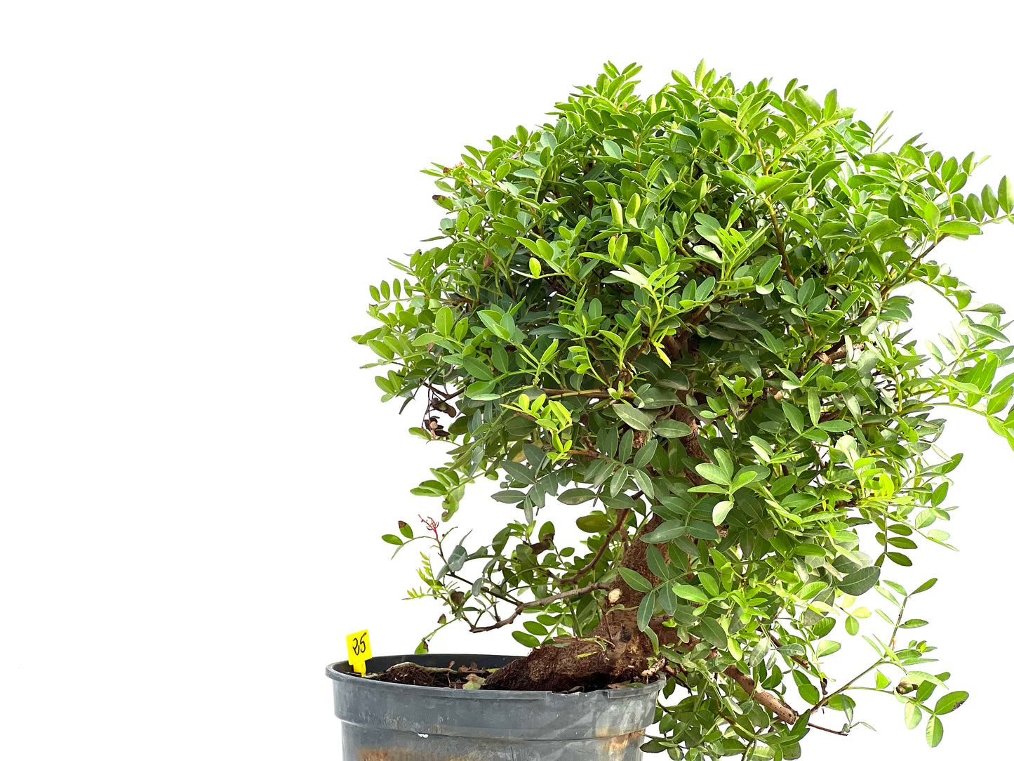 Pistacia Lentiscus 2866
