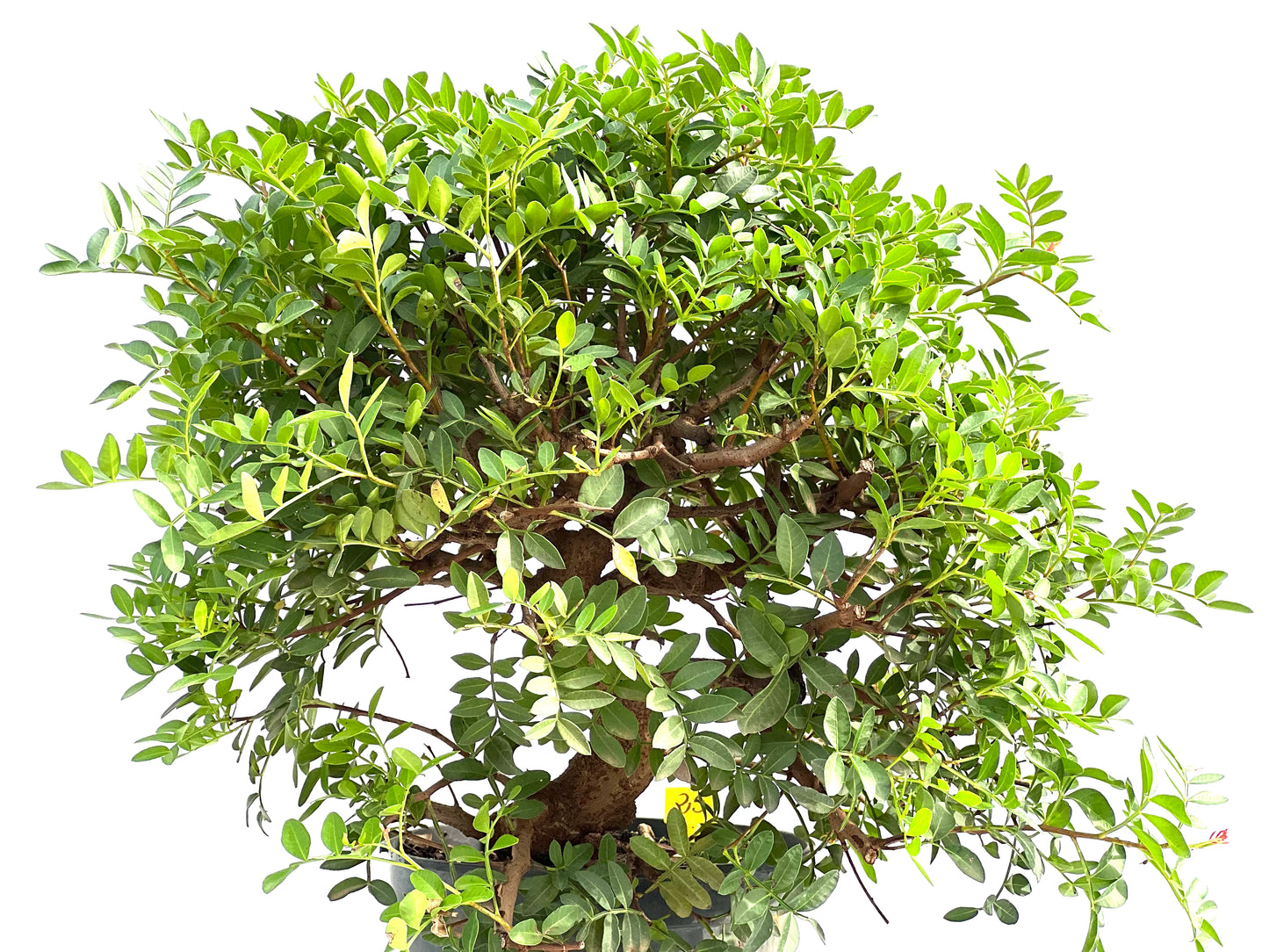 Pistacia Lentiscus 2866