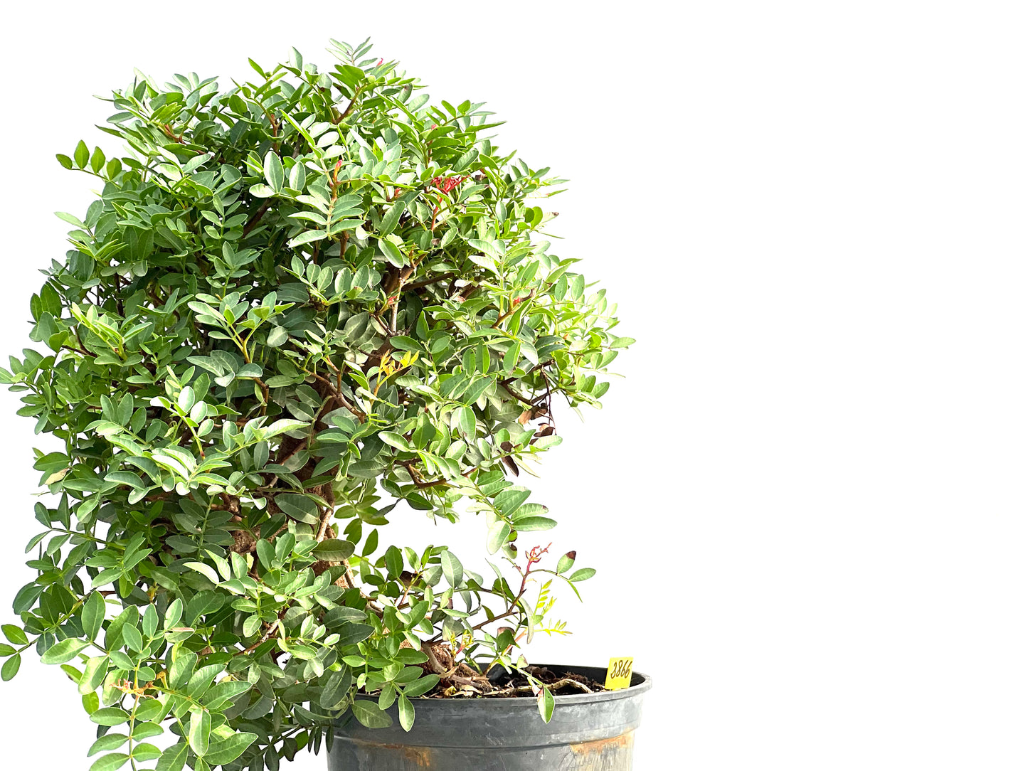 Pistacia Lentiscus 2866