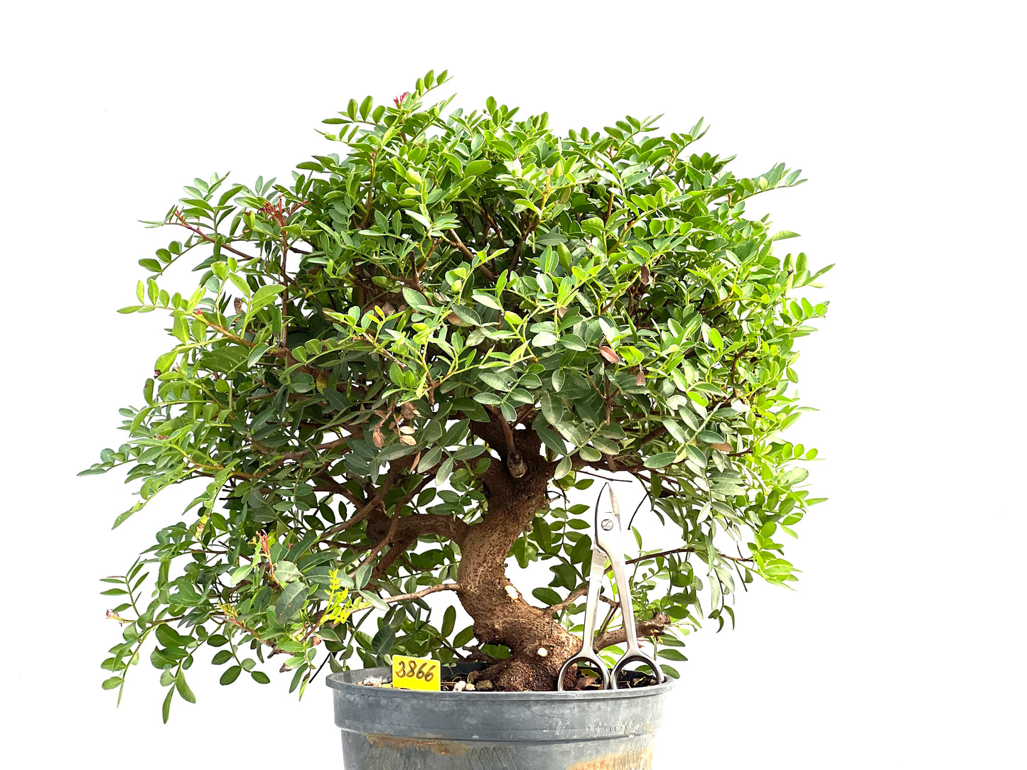 Pistacia Lentiscus 2866