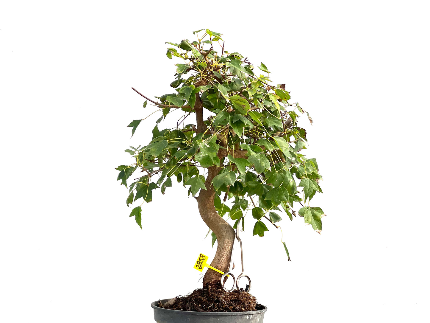 Acer Burgerianum 2858