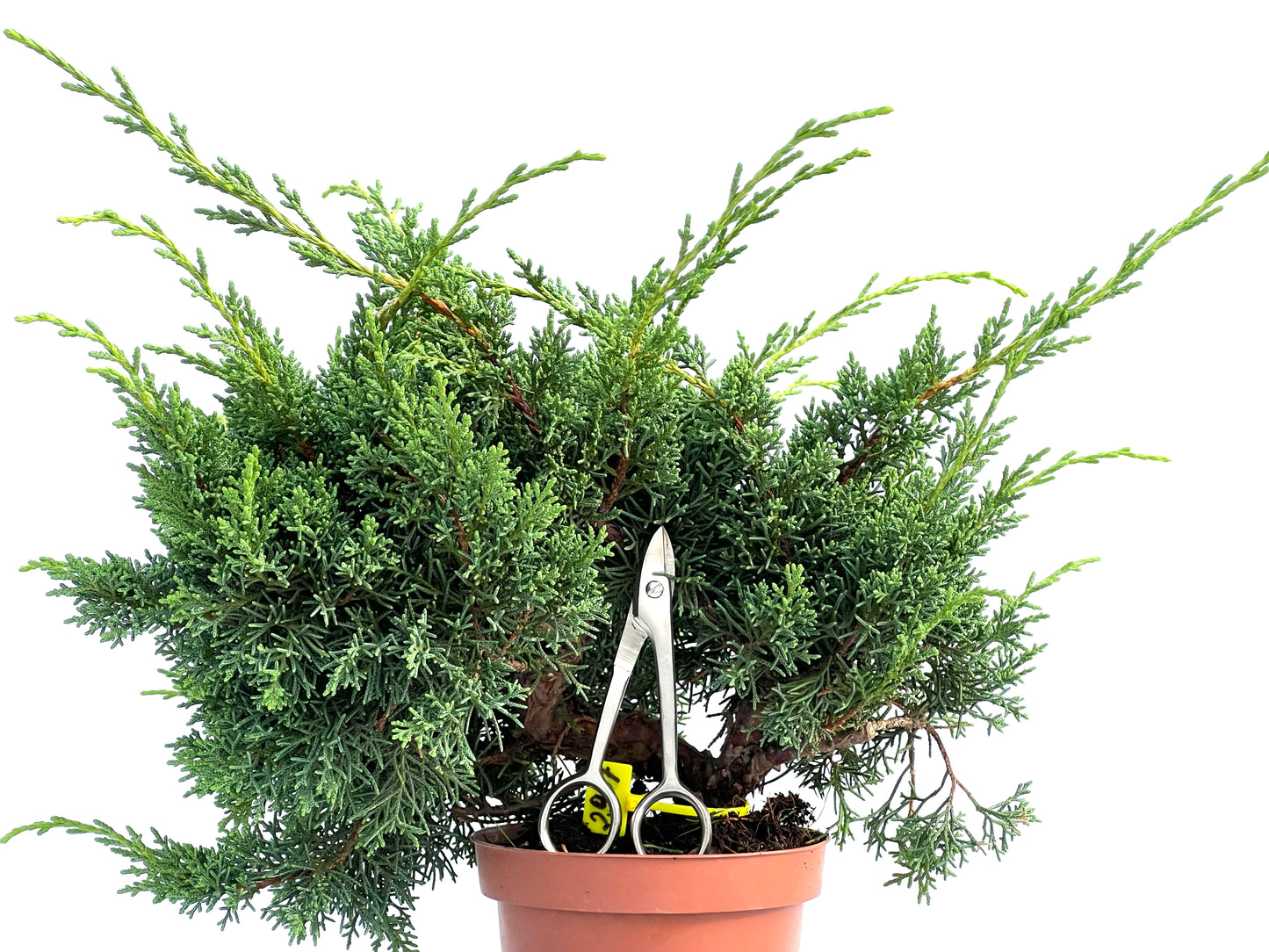 Juniperus Chinensis Kyshu 2907