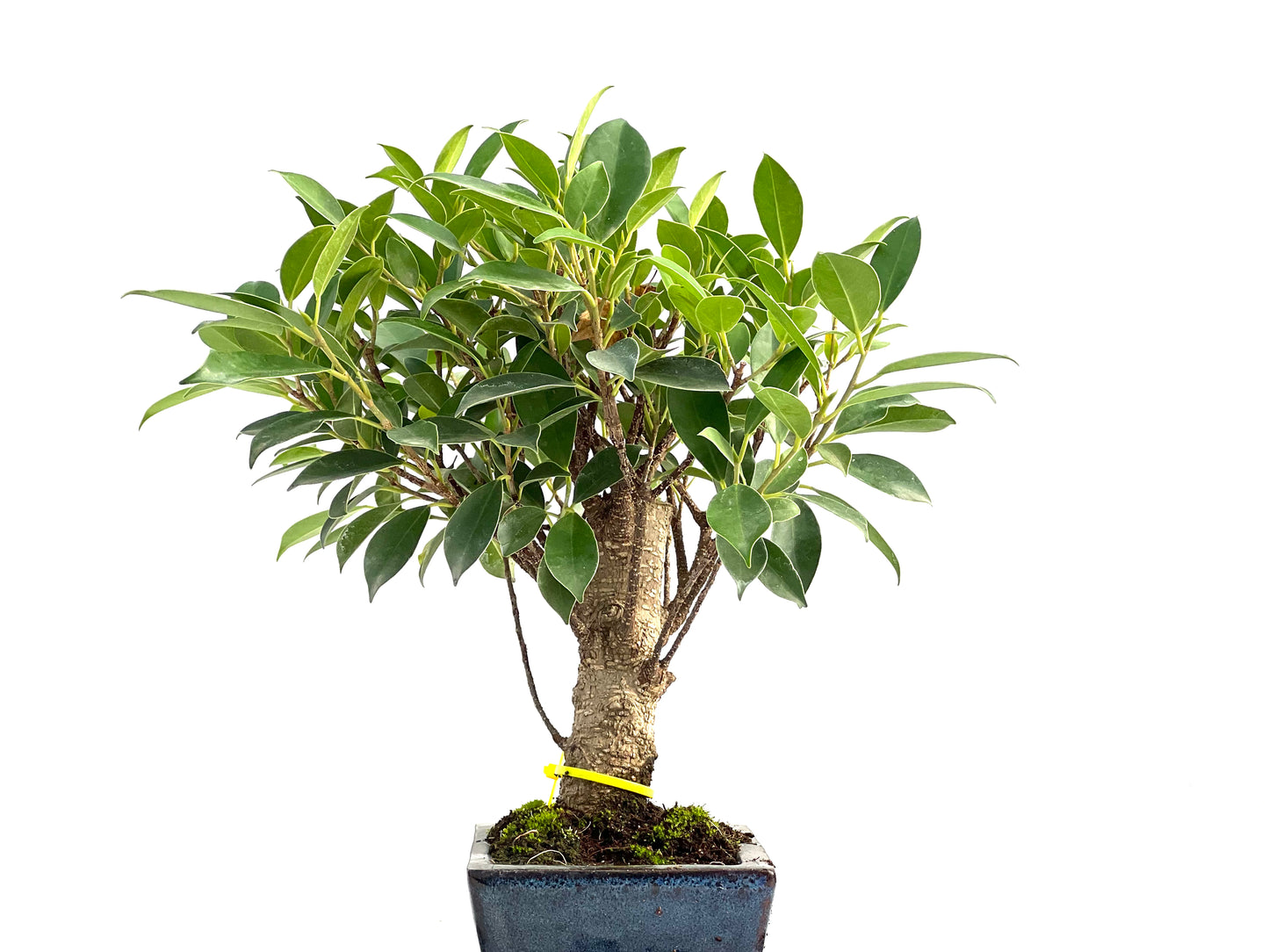 Ficus Tiger Bark 2932